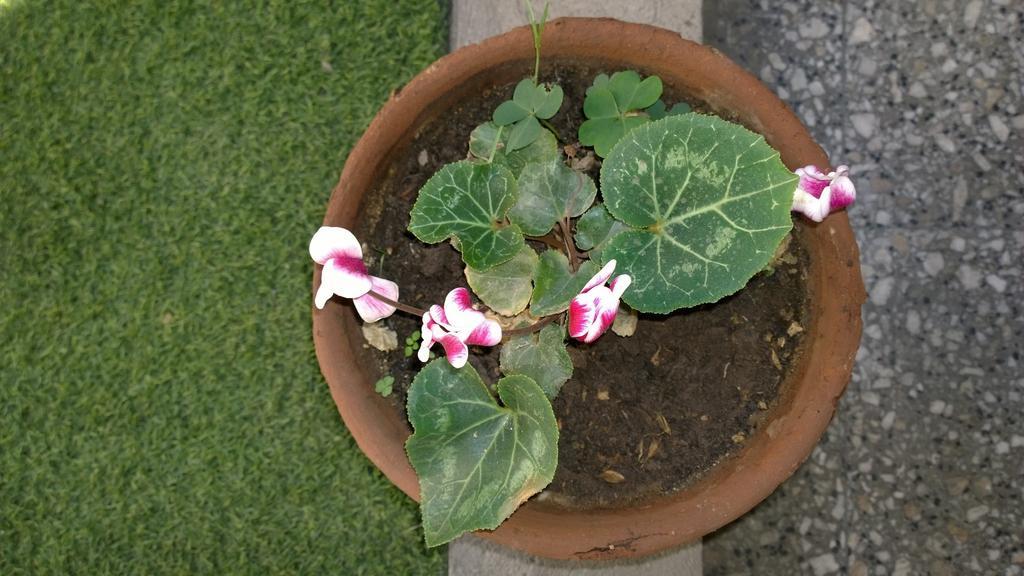 Bed & Breakfast Blumen Haus サンティアゴ エクステリア 写真